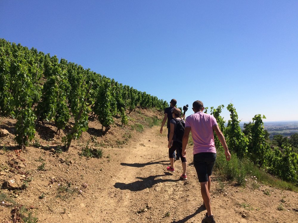 Balade dans le vignoble