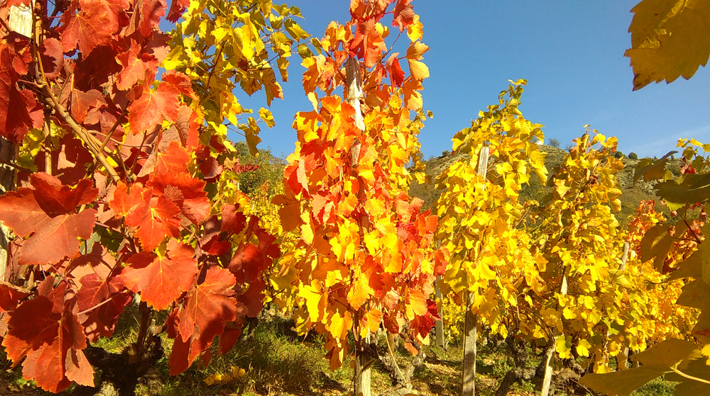 vignoble couleur automne