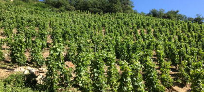 vignoble de Saint Joseph en terrasse