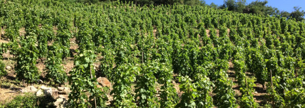 vignoble de Saint Joseph en terrasse