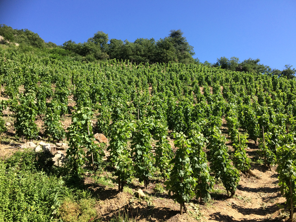 vignoble de Saint Joseph en terrasse