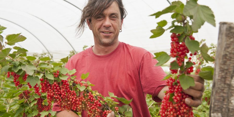 Pascal Fournel Producteur Fruits Rouges