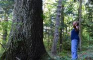 Découverte de la nature , randonnée , bain de forêt et bivouac