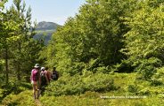 Découverte de la nature , randonnée , bain de forêt et bivouac