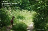 Découverte de la nature , randonnée , bain de forêt et bivouac