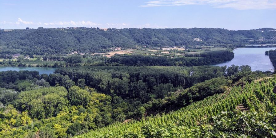 Trail en Côte-Rôtie