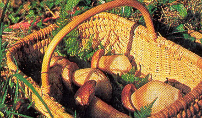 Forum Champignons  – L’Automnal gourmand