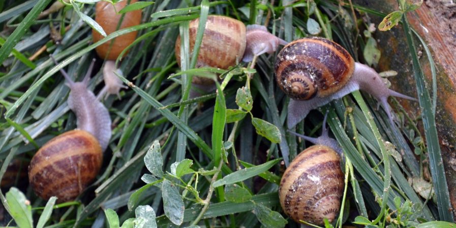 Visite et dégustation à l’Escargot d’Yssi