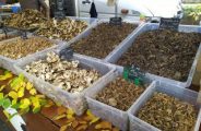 Foire aux champignons