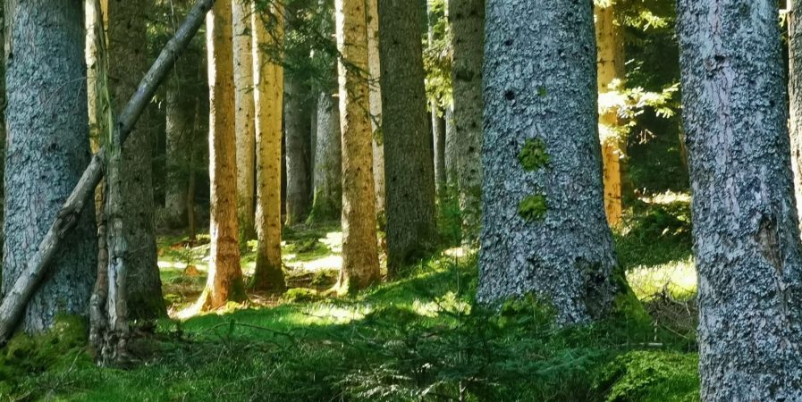 Ancrage Nature : Bain de forêt, Bien-être & Santé