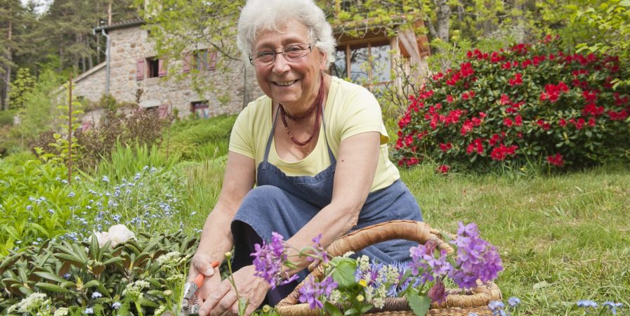 Découverte, cueillette et cuisine des herbes sauvages et dégustation