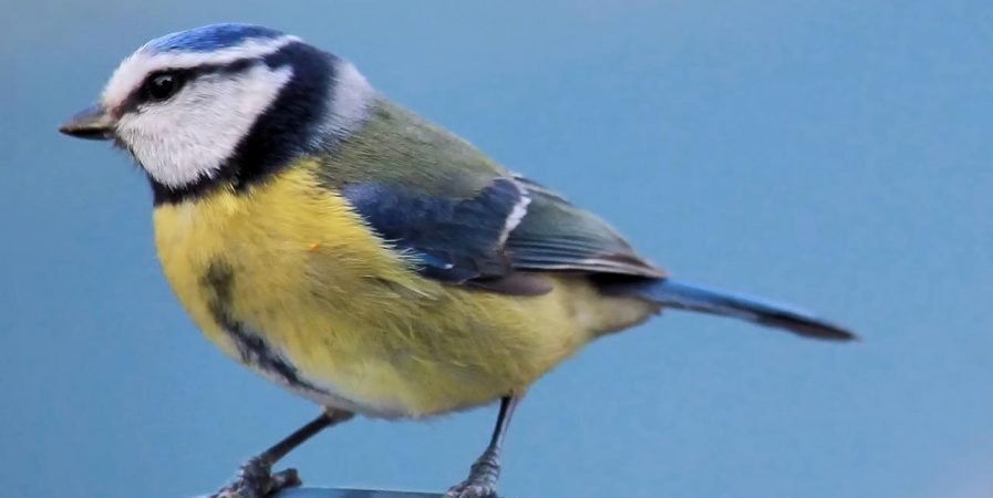 venez découvrir les oiseaux de chez nous