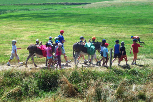 Bougez dans les Monts du Pilat – Balade nature avec des ânes à Saint-Genest-Malifaux (à partir de 4 ans)