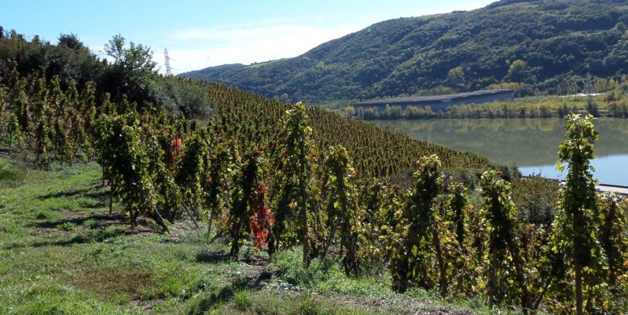 Brunch(di)vin au Domaine Anthony Paret