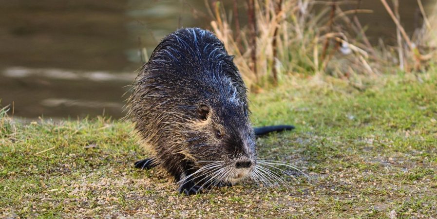 Affût Castors en Canoë à l’île de la Platière