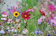 fleur LPO permaculture