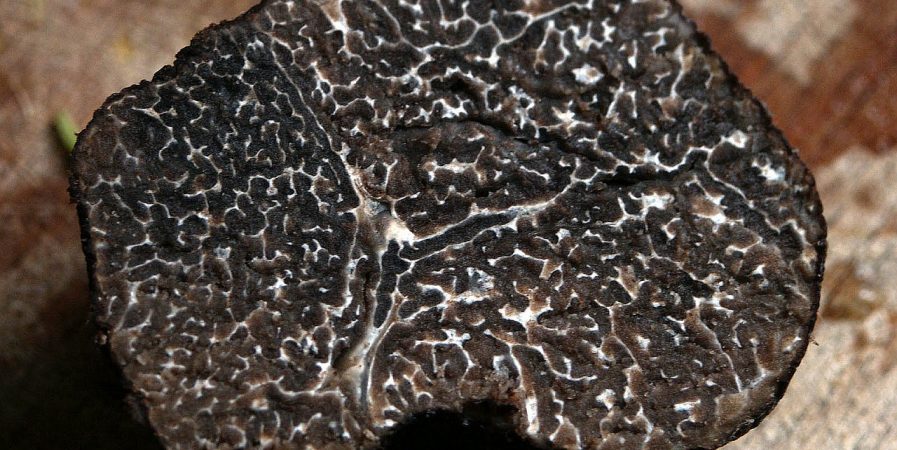 Messe d’ouverture de la saison des Truffes