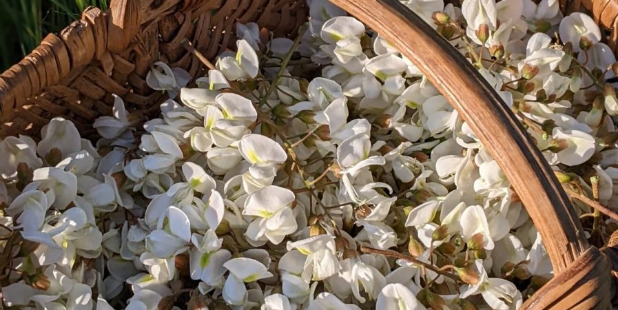 Balade découverte plantes sauvages comestibles