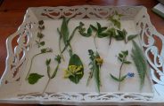 Cuisine des plantes cueillies