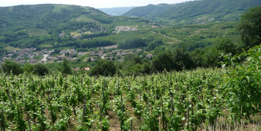 Rando Wine au Domaine Grenier