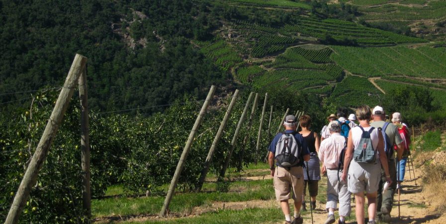 Rando Wine au Domaine Anthony Paret