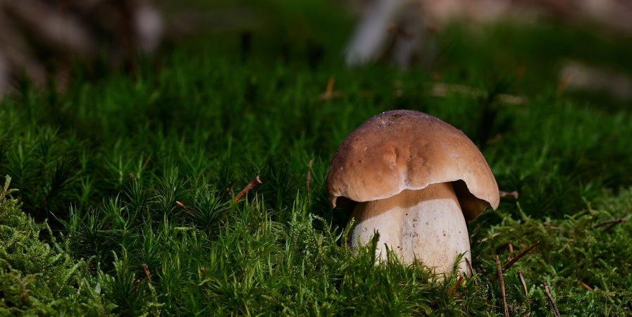 L’Automnal gourmand – Découverte des champignons et des plantes sauvages comestibles