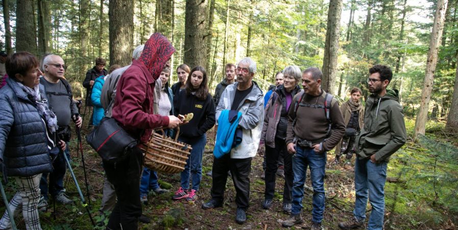 Balade champignons – Promenons nous dans les bois!