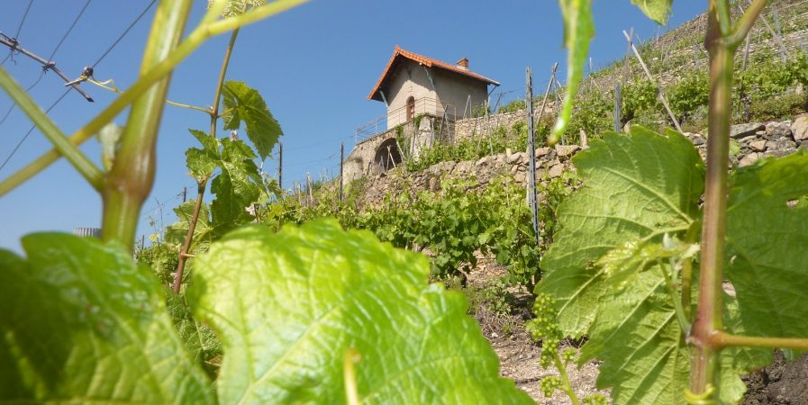 Apéro jazz du Fascinant Week-end au Domaine Verzier