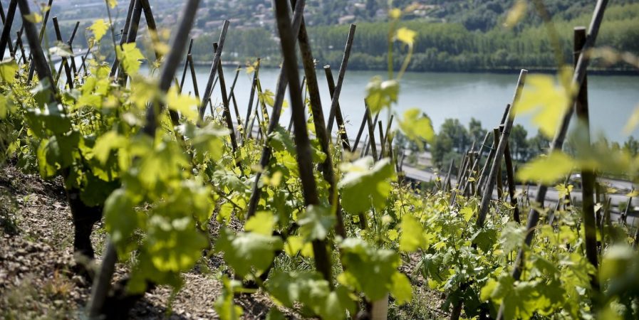 Brunch(di)vin au Domaine Les Vins de Vienne
