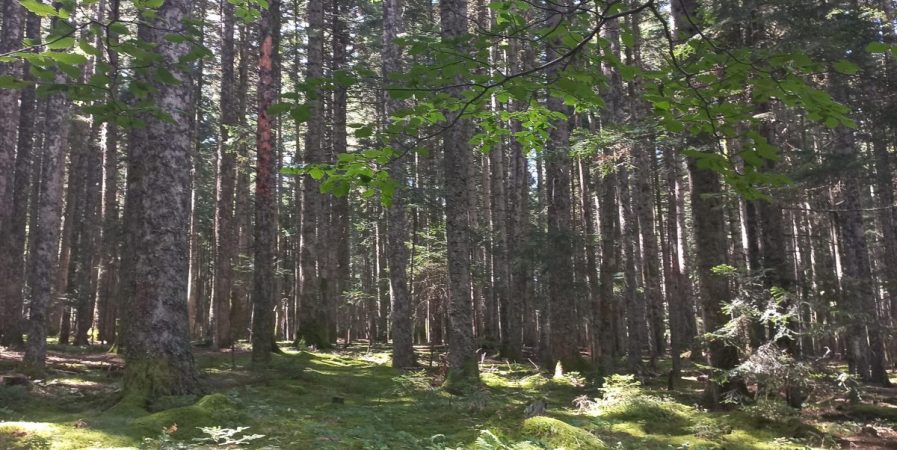 Bains de forêt en famille