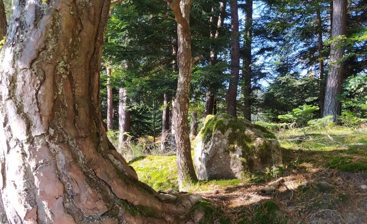 Bains de forêt adulte