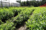 Fleurs de Verveine Rosieres