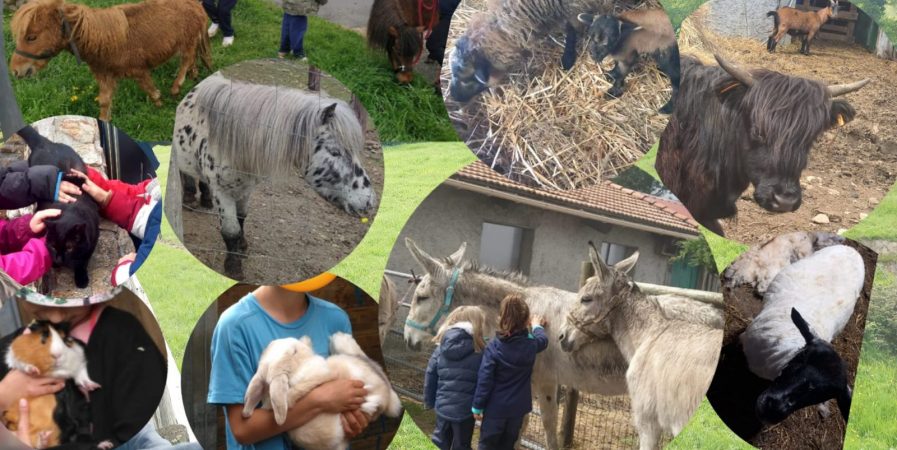 Découverte de la mini-ferme pédagogique