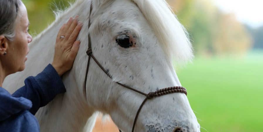 atelier de médiation équine: au rythme du cheval