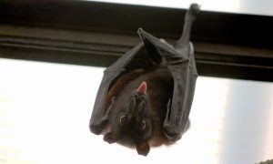 24201292-diaporama