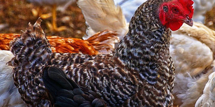 Exposition  d’aviculture
