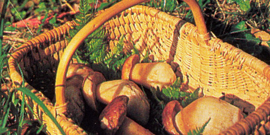 Balade champignons