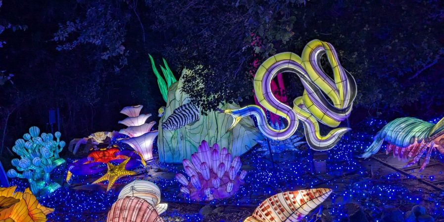 5ème Festival Lumières Sauvages