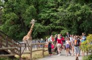 Girafe au circuit à pied