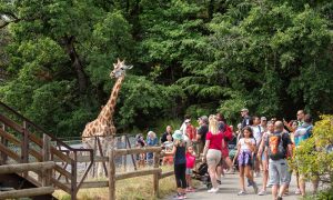 Girafe au circuit à pied