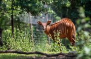 bongo au Wow Safari Peaugres