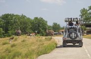 Animation VIP Safari 4×4