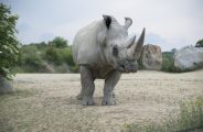 Rhinocéros