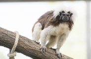 Tamarin pinché