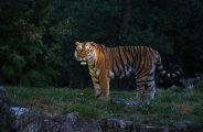 Nocturne au Wow Safari Peaugres