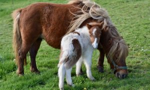 Miniature Western Show 2025_Yssingeaux