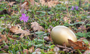 Chasse aux Oeufs géante_Peaugres