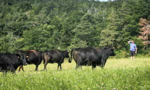 Visite Ferme de l&rsquo;étoile noire – De ferme en ferme_Félines