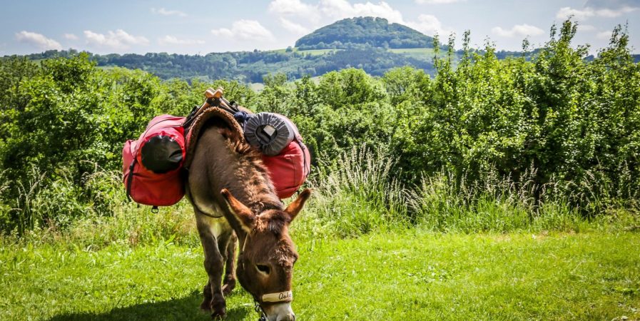 Séjour Bionheur en Herbe – Escap’âne