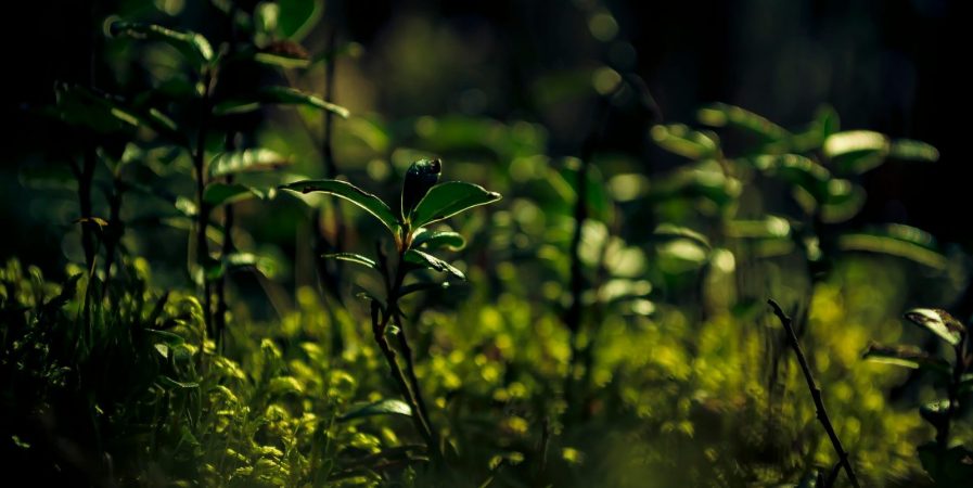 Découverte des plantes estivales en montagne